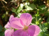 Geranium palustre 4, Saxifraga-Rutger Barendse