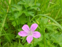 Geranium palustre 5, Saxifraga-Rutger Barendse