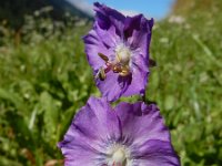 Geranium phaeum 21, Donkere ooievaarsbek, Saxifraga-Ed Stikvoort