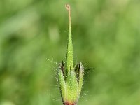 Geranium phaeum 23, Donkere ooievaarsbek, Saxifraga-Sonja Bouwman