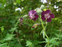 Geranium phaeum 6, Donkere ooievaarsbek, Saxifraga-Ed Stikvoort