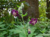 Geranium phaeum 8, Donkere ooievaarsbek, Saxifraga-Ed Stikvoort