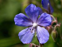 Geranium pratense 32, Beemdooievaarsbek, Saxifraga-Bart Vastenhouw