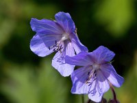 Geranium pratense 35, Beemdooievaarsbek, Saxifraga-Bart Vastenhouw