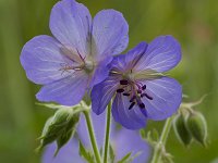 Geranium pratense 36, Beemdooievaarsbek, Saxifraga-Jan NIjendijk