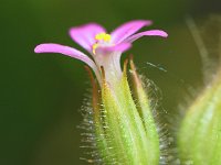 Geranium purpureum 41, Klein robertskruid, Saxifraga-Sonja Bouwman