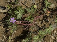 Geranium pusillum 2, Kleine ooievaarsbek, Saxifraga-Marijke Verhagen