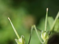 Geranium pyrenaicum 38, Bermooievaarsbek, Saxifraga-Sonja Bouwman