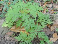 Geranium reuteri 3, Saxifraga-Rutger Barendse