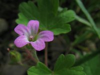 Geranium rotundifolium 1, Ronde ooievaarsbek, Saxifraga-Rutger Barendse