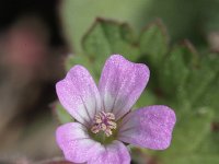 Geranium rotundifolium 13, Ronde ooievaarsbek, Saxifraga-Rutger Barendse