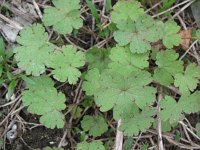 Geranium rotundifolium 14, Ronde ooievaarsbek, Saxifraga-Rutger Barendse