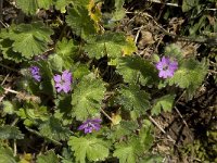 Geranium rotundifolium 17, Ronde ooievaarsbek, Saxifraga-Willem van Kruijsbergen