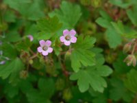 Geranium rotundifolium 23, Ronde ooievaarsbek, Saxifraga-Ed Stikvoort