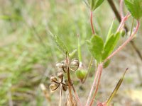 Geranium rotundifolium 26, Ronde ooievaarsbek, Saxifraga-Rutger Barendse