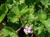 Geranium rotundifolium 28, Ronde ooievaarsbek, Saxifraga-Rutger Barendse