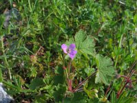 Geranium rotundifolium 7, Ronde ooievaarsbek, Saxifraga-Jasenka Topic