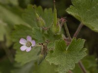 Geranium rotundifolium 10, Ronde ooievaarsbek, Saxifraga-Willem van Kruijsbergen