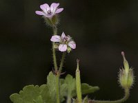 Geranium rotundifolium 11, Ronde ooievaarsbek, Saxifraga-Willem van Kruijsbergen