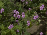 Geranium rotundifolium 12, Ronde ooievaarsbek, Saxifraga-Willem van Kruijsbergen