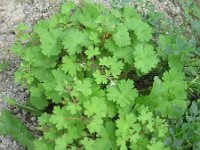 Geranium rotundifolium 15, Ronde ooievaarsbek, Saxifraga-Rutger Barendse