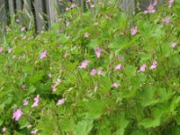 Geranium rotundifolium 16, Ronde ooievaarsbek, Saxifraga-Rutger Barendse