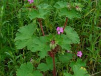 Geranium rotundifolium 18, Ronde ooievaarsbek, Saxifraga-Ed Stikvoort