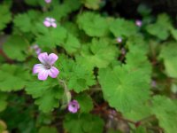 Geranium rotundifolium 20, Ronde ooievaarsbek, Saxifraga-Ed Stikvoort