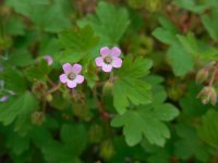 Geranium rotundifolium 23, Ronde ooievaarsbek, Saxifraga-Ed Stikvoort