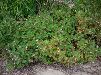 Geranium rotundifolium 24, Ronde ooievaarsbek, Saxifraga-Ed Stikvoort