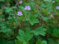 Geranium rotundifolium 25, Ronde ooievaarsbek, Saxifraga-Ed Stikvoort