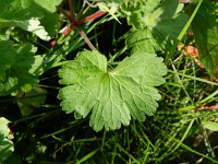 Geranium rotundifolium 27, Ronde ooievaarsbek, Saxifraga-Rutger Barendse