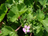 Geranium rotundifolium 28, Ronde ooievaarsbek, Saxifraga-Rutger Barendse