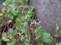 Geranium rotundifolium 29, Ronde ooievaarsbek, Saxifraga-Rutger Barendse