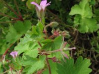 Geranium rotundifolium 3, Ronde ooievaarsbek, Saxifraga-Rutger Barendse