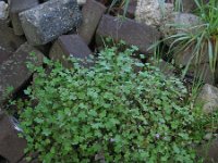 Geranium rotundifolium 30, Ronde ooievaarsbek, Saxifraga-Rutger Barendse