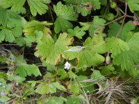 Geranium rotundifolium 33, Ronde ooievaarsbek, Saxifraga-Rutger Barendse