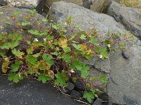 Geranium rotundifolium 34, Ronde ooievaarsbek, Saxifraga-Jelle van Dijk