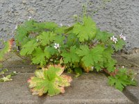 Geranium rotundifolium 35, Ronde ooievaarsbek, Saxifraga-Rutger Barendse