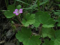 Geranium rotundifolium 4, Ronde ooievaarsbek, Saxifraga-Rutger Barendse