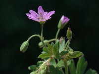 Geranium rotundifolium 5, Ronde ooievaarsbek, Saxifraga-Marijke Verhagen