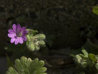 Geranium rotundifolium 6, Ronde ooievaarsbek, SaxifragaJan van der Straaten