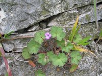 Geranium rotundifolium 8, Ronde ooievaarsbek, Saxifraga-Jasenka Topic