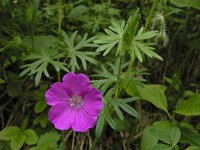 Geranium sanguineum 46, Bloedooievaarsbek, Saxifraga-Ed Stikvoort