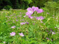 Geranium sylvaticum 52, Bosooievaarsbek, Saxifraga-Hans Grotenhuis