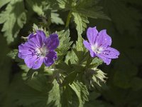 Geranium sylvaticum 1, Saxifraga-Jan van der Straaten