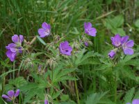 Geranium sylvaticum 10, Saxifraga-Willem van Kruijsbergen