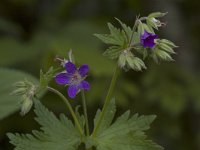 Geranium sylvaticum 11, Saxifraga-Willem van Kruijsbergen