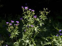 Geranium sylvaticum 13, Saxifraga-Jan van der Straaten