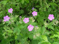 Geranium sylvaticum 14, Saxifraga-Jan Willem Jongepier